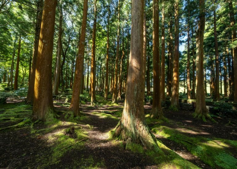 Osiedle otoczone lasem (Uroczysko Las Dąbrówka)