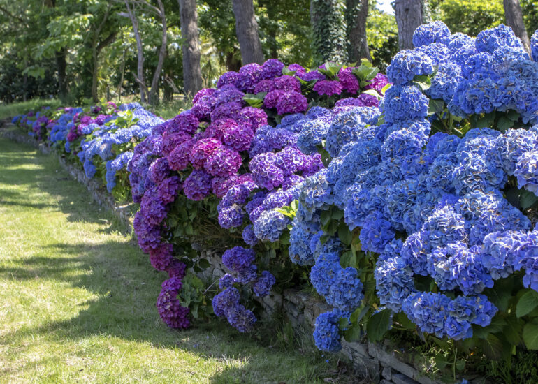Aleje pełne hortensji